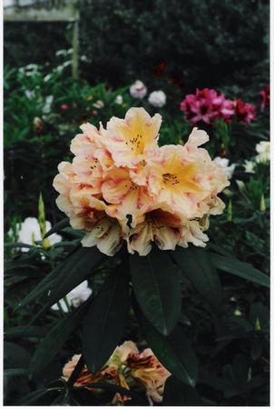 (King of Shrubs x Souvenir of Anthony Waterer)